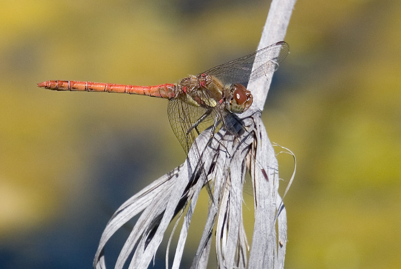 Sympetrum striolatum (maschio)